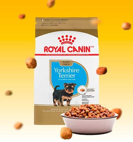 royal canin yorkshire cachorro